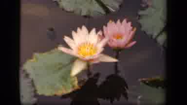 Washington DC USA (1943): Beautiful Lilies And Lily Pads Floating On The Quiet