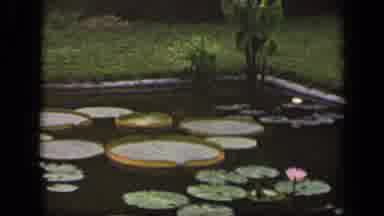 Washington DC USA (1943): Beautiful Backyard Renovation Idea With Man Made Pond