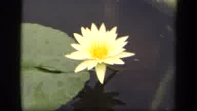 Washington DC USA (1943): Close Caption Of An European White Water Lily In An