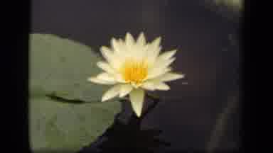 Washington DC USA (1943): Flower In Pond With Lily Pads