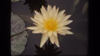 Washington DC USA (1943): Flowers Nature Water