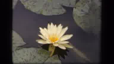 WASHINGTON DC USA-1943: Beautiful Water Lily Floats On The Pond Full Of Dark