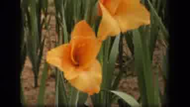 Washington DC USA (1943): Two Flowering Plants In Full Bloom Growing In A Field