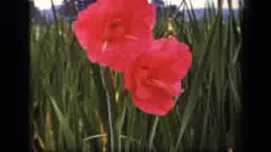 Washington DC USA (1943): Red Flower In A Grass Field Moving With The Wind