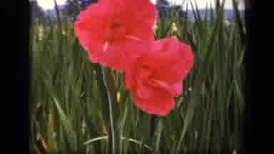 Washington DC USA (1943): Green Field With Beautiful Pink And Yellow Flowers With