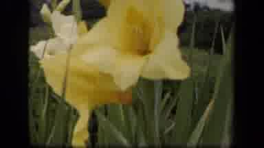 Washington DC USA (1943): Yellow Daffodils In A Field Nature Grass Blue Green