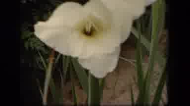 Washington DC USA (1943): White And Yellow Flower On Tall Green Stems Above Brown
