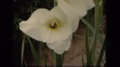 Washington DC USA (1943): White Flower Blowing In The Wind White Monument