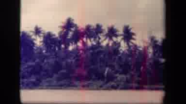 Leyte Gulf Philippines (1944): Wind Blowing On Palm Trees Right Before The Storm