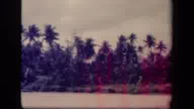 Leyte Gulf Philippines (1944): View Of Palm Trees And Grass With Man Sitting On A