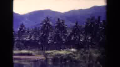 Papua New Guinea (1944): Camera Pans Across The Tree Line Which Is In Front Of