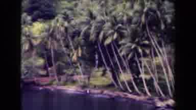 Papua New Guinea (1944): Palm Trees In An Island Paradise