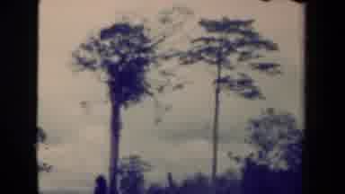 Papua New Guinea (1944): Wide Shot Of Trees And Close Up Of Leaves On Ground In