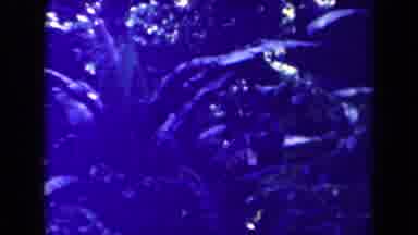 Papua New Guinea (1944): Camera Panning Across Green Forest Focusing On Eloquent