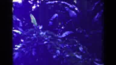 Papua New Guinea (1944): Yellow Flowers Bloom From A Full Leafy Bush