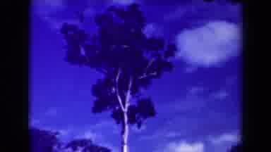 Papua New Guinea (1944): A Long Tree With The Background Of Sky Which Is Slightly