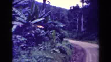 Papua New Guinea (1944): Driving On A Dirt Road Through A Jungle With Huge Palm