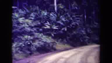 Papua New Guinea (1944): Road Track With Lots Of Plants In The Background Then