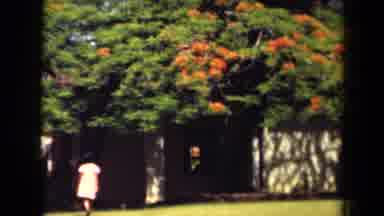 Kauai Hawaii USA (1944): Place With Many Trees And Full Of Grass There Is One