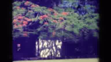 Kauai Hawaii USA (1944): A View Of Flowers In The Forest View Of Isolated Island