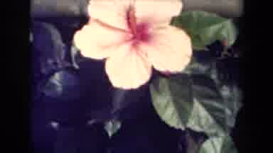 Kauai Hawaii USA (1944): Flower Crop Field Landscape Film Old Vintage Mountain