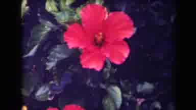 Kauai Hawaii USA (1944): Blooming Of Red Flowers Up Close And Personal For All To