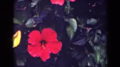 Kauai Hawaii USA (1944): Flowers And Bushes