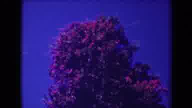 Kauai Hawaii USA (1944): The Flowers Are Blossoms Very Nice And Pretty It Look