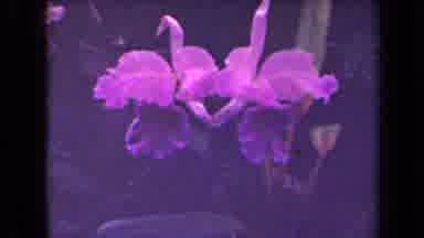 Kauai Hawaii USA (1944): Two Types Of Flowers