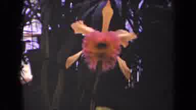 Kauai Hawaii USA (1944): An Orchid With Other Orchids Shown In Orange And Pink