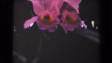 Kauai Hawaii USA (1944): Flower Colorful Purple White Leaf Branch Aroma Grass