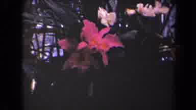 Kauai Hawaii USA (1944): Natural Various Large Flowering Hibiscus Plants Pink And