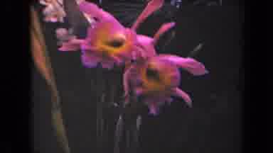 Kauai Hawaii USA (1944): Short Recording Of Two Different Flowers In A Garden