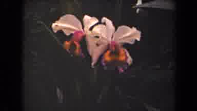 Kauai Hawaii USA (1944): White And Pink Flowers Blooming On A Clear Sunny Day