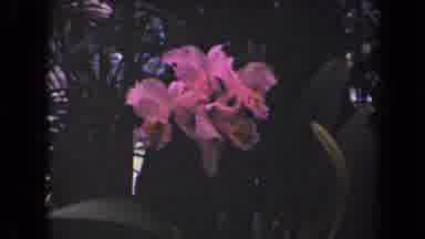Kauai Hawaii USA (1944): Picture Captures Large Bright Pink Large Flowers Among
