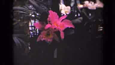 Kauai Hawaii USA (1944): Pretty Flowers Old Film
