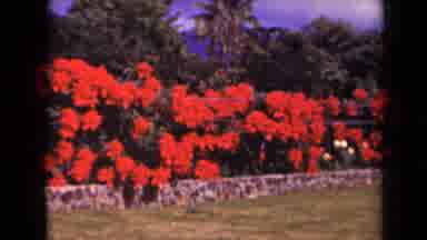 Kauai Hawaii USA (1944): Red Flower Bush Behind A Low Wall With Palm Trees And Sky