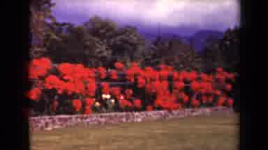 Kauai Hawaii USA (1944): Colored Video Footage Of A Red Rose Garden With Mountains