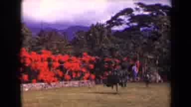 Kauai Hawaii USA (1944): A Big Garden With A Plant Having Highly Red Colored