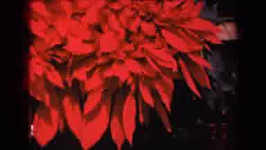 Kauai Hawaii USA (1944): Red And Spotted Leaf Plants With A Mild Breeze