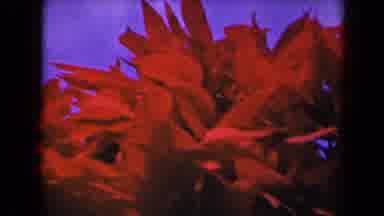 Kauai Hawaii USA (1944): Red Pink Yellow Flowers Blue Sky Soft Wind Fast Picture