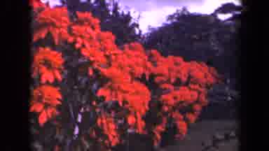 Kauai Hawaii USA (1944): Several Different Red Flowers Blooming On The Ground And