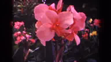 Kauai Hawaii USA (1944): A Beautiful Garden With Lot Of Different Colored Big