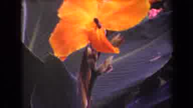 Kauai Hawaii USA (1944): Vintage Footage Of Nature