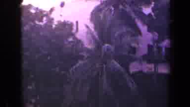 Kauai Hawaii USA (1944): Camera Pan Upwards To Show Off A Cool Tropical Looking