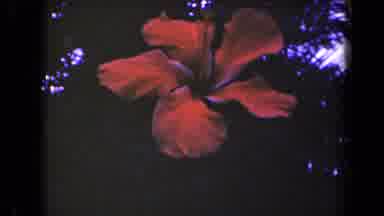 Kauai Hawaii USA (1944): Bird And Flower Red And Yellow Flower All Together