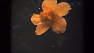 Kauai Hawaii USA (1944): A View Of A Pretty Peach Flower Growing In The Forest