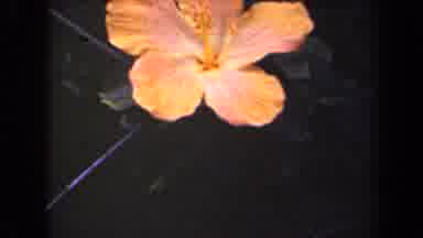 Kauai Hawaii USA (1944): Flowers Colorful Ones