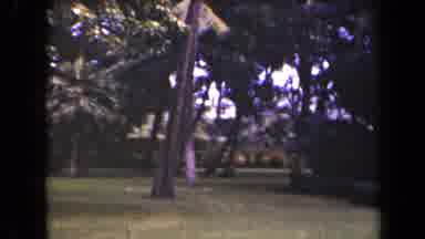 Kauai Hawaii USA (1944): A Beautiful Garden Full Of Trees Which Are Moved By The