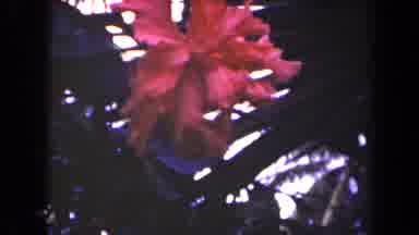Kauai Hawaii USA (1944): Flowers Outside Of A Cool Building Dancing In The Breeze
